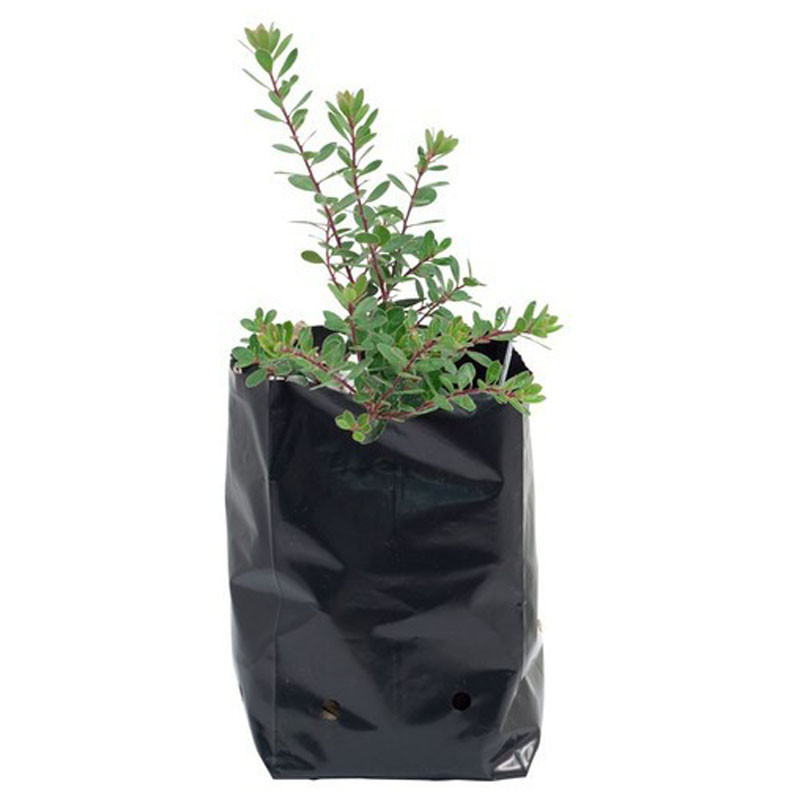 کیسه کاشت نهال مدل G30 بسته 30 عددی کیسه کاشت نهال مدل G30 بسته 30 عددی