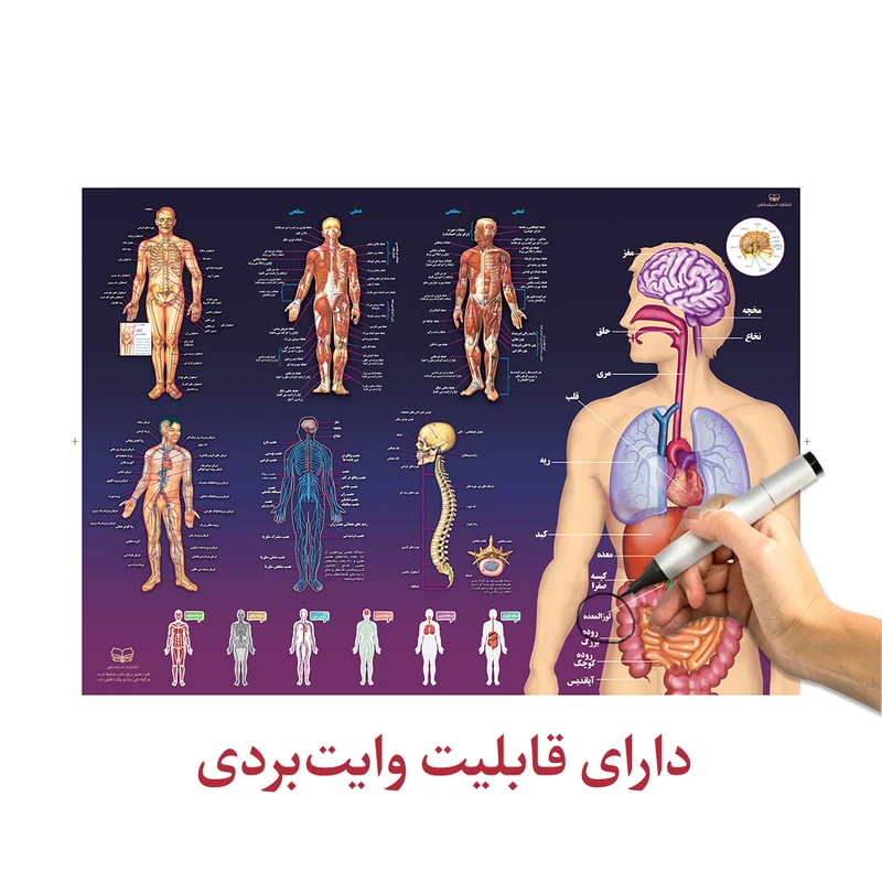 پوستر آموزشی اندیشه کهن طرح آناتومی بدن انسان کد 301 عکس شماره 6