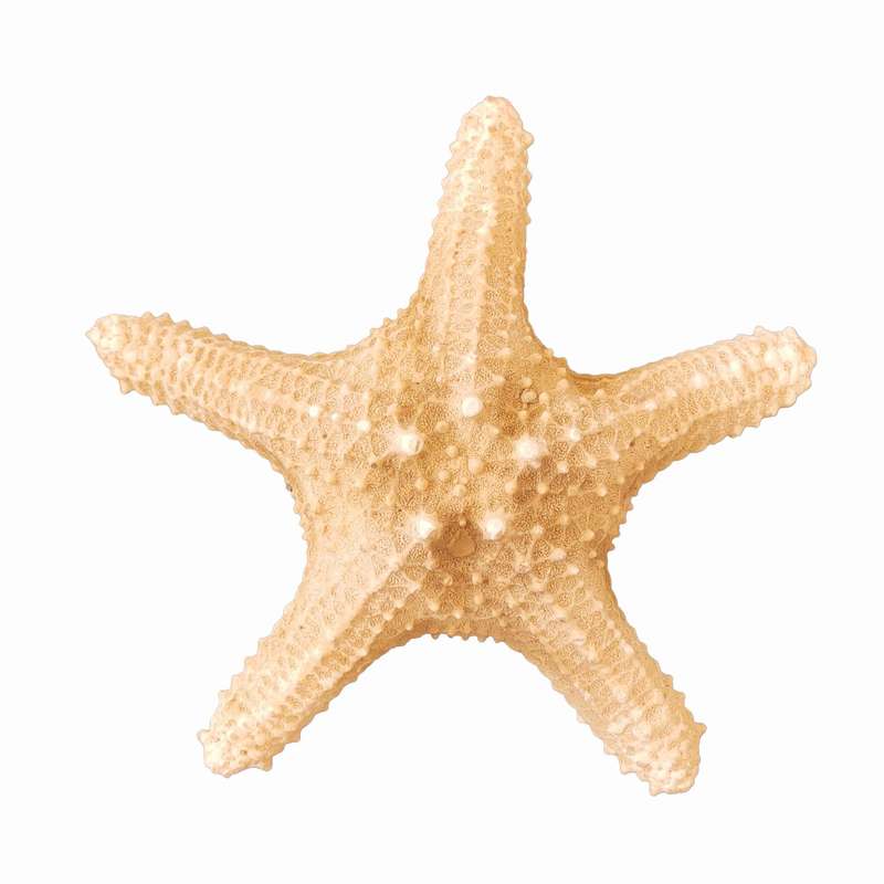 ستاره دریایی تزیینی مدل n17