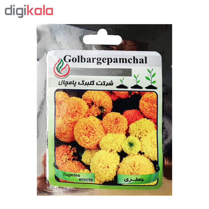 بذر گل جعفری گلبرگ پامچال کد GP26