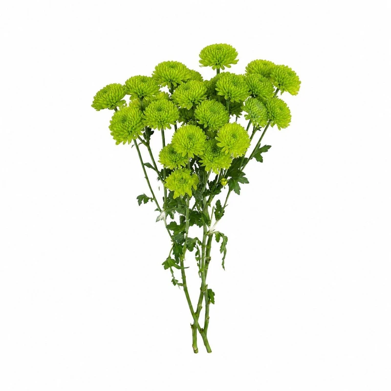شاخه گل داودی طبیعی مدل دکمه ای مینیاتوری  بسته 10 عددی