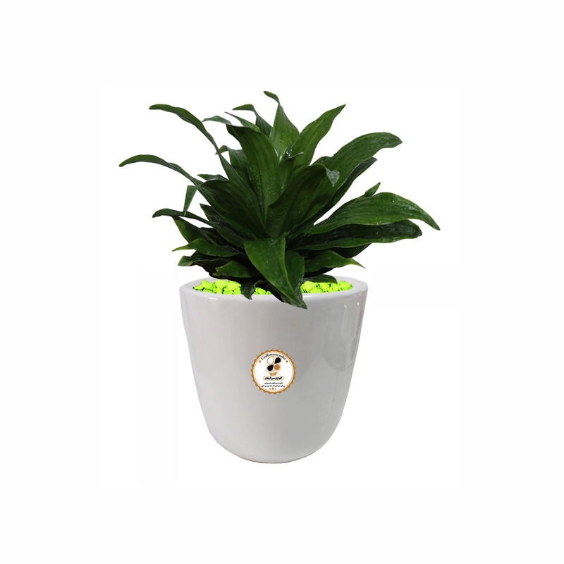 گیاه طبیعی دراسنا کامپکت شرکت گلباران سبز گیلان مدل GN12-17S گیاه طبیعی دراسنا کامپکت شرکت گلباران سبز گیلان مدل GN12-17S