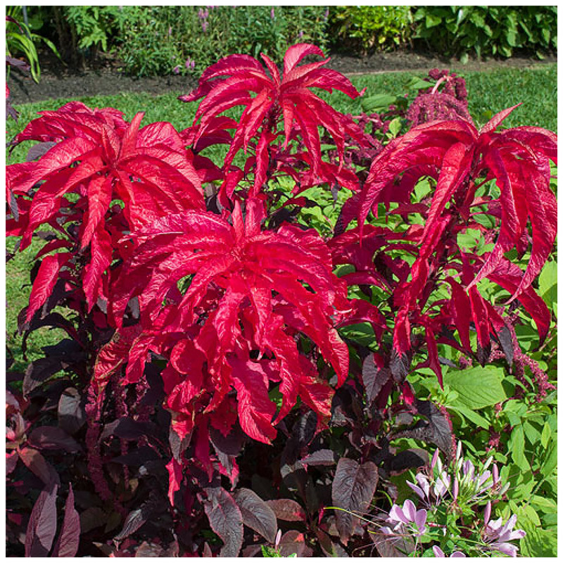 بذر آمارانتوس پابلند قرمز آذر سبزینه مدل O301