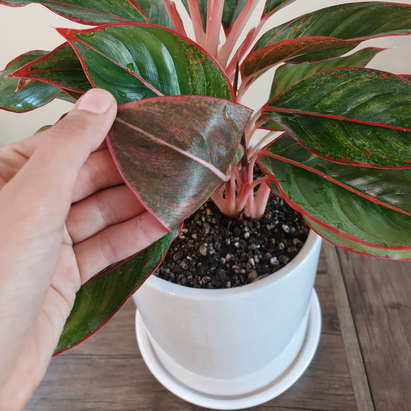 گیاه طبیعی آگلونما لب ماتیکی مدل F-15