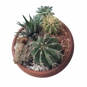 گیاهان طبیعی دیشگاردن مدل 02