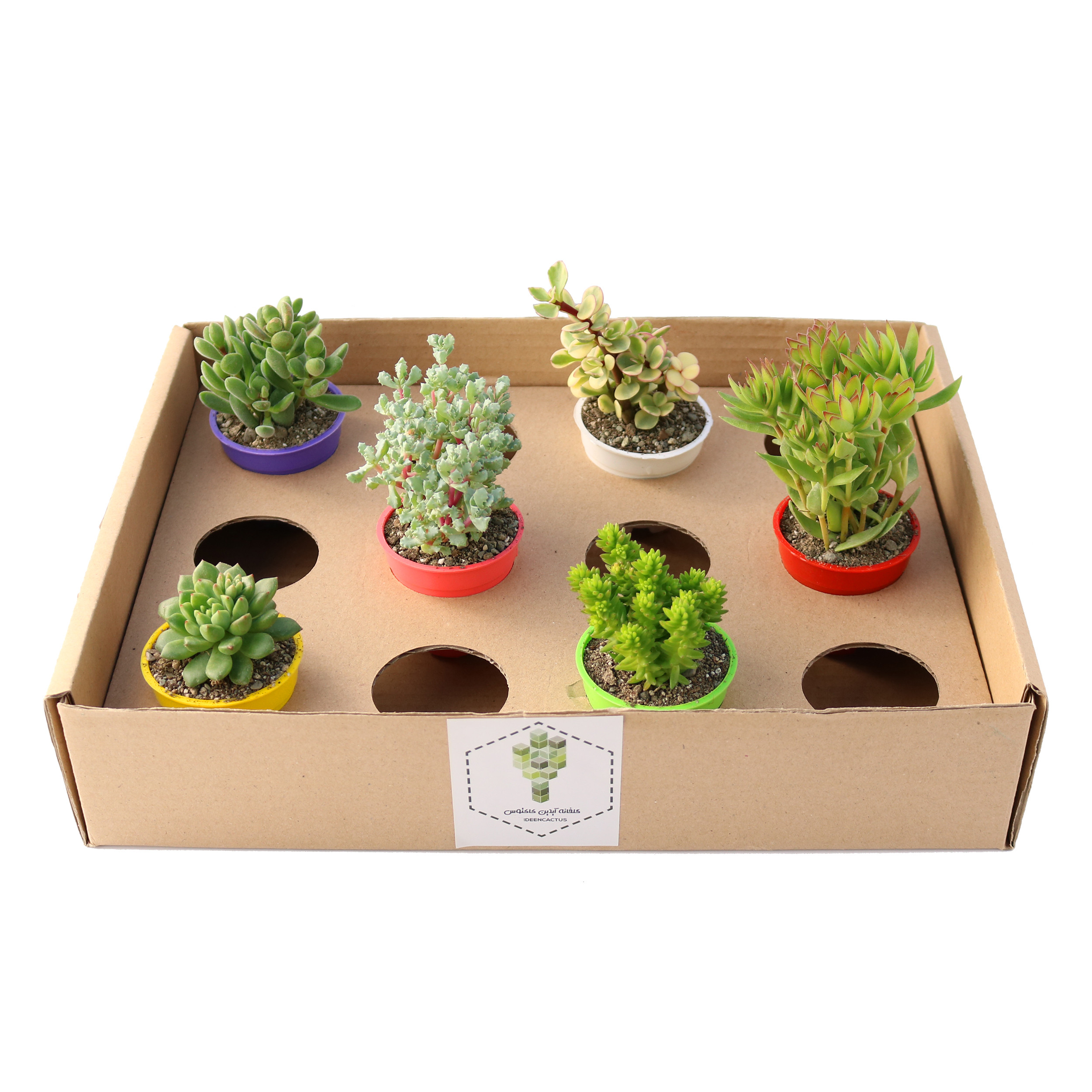 گیاه طبیعی ساکولنت آیدین کاکتوس کد CB-019 بسته 6 عددی