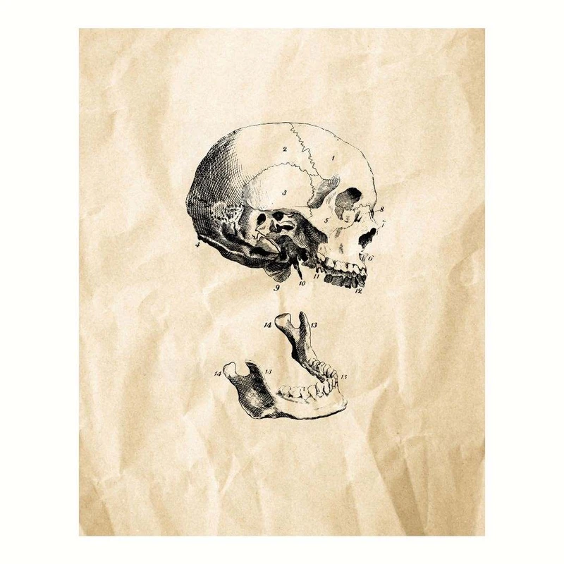 پوستر مدل جمجمه انسان