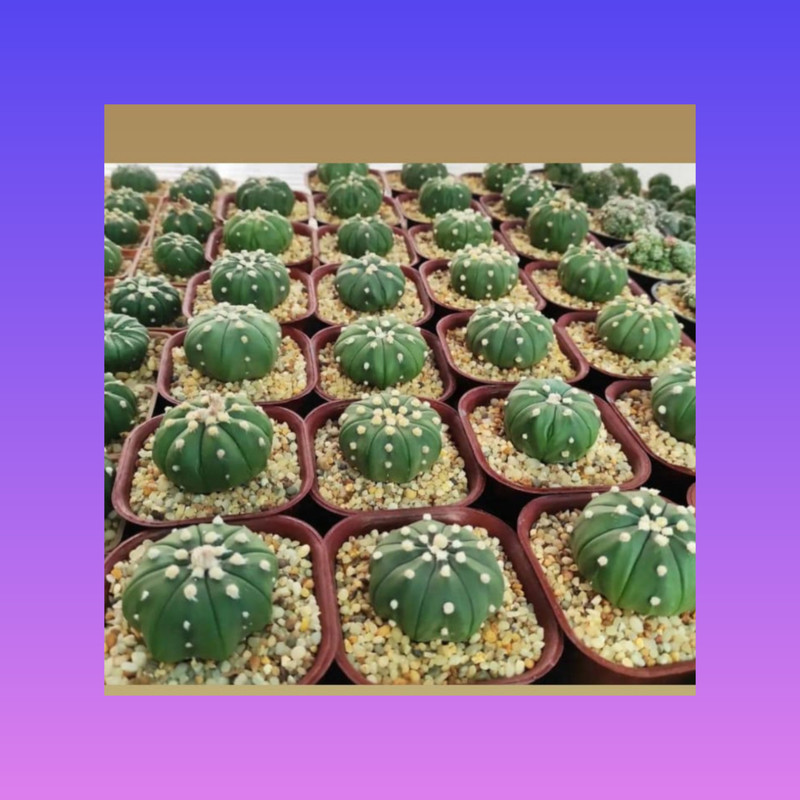 گلدان مدل مربع کد A_12 بسته 20 عددی