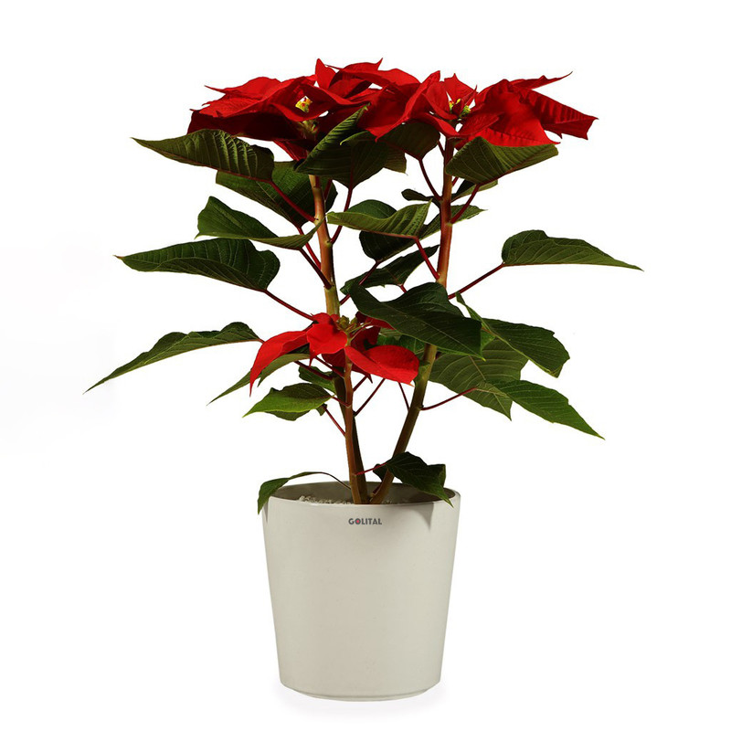 گیاه طبیعی بنت قنسول گلیتال مدل GTL103 گیاه طبیعی بنت قنسول گلیتال مدل GTL103