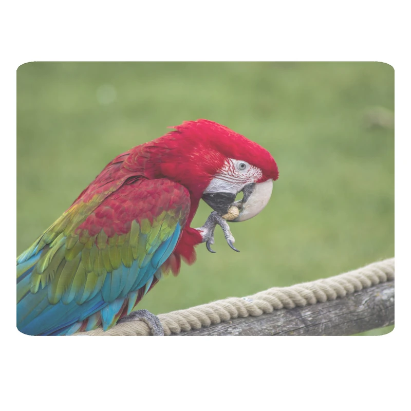 ماوس پد مدل طوطی کد 312 BBB