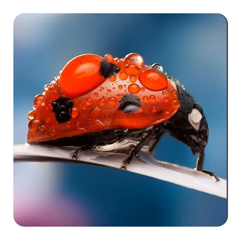 	 مگنت طرح کفشدوزک و شبنم کد NIM2235