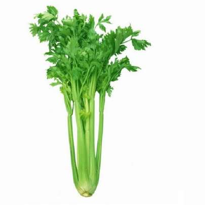 خواص و مضرات  برگ کرفس - نحوه استاده  انواع محصولات سبزی کرفس برای سلامتی و لاغری