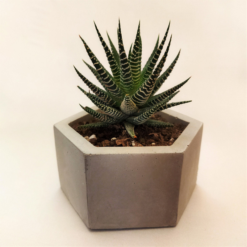 گیاه طبیعی کاکتوس هاورتیا کد pg_15