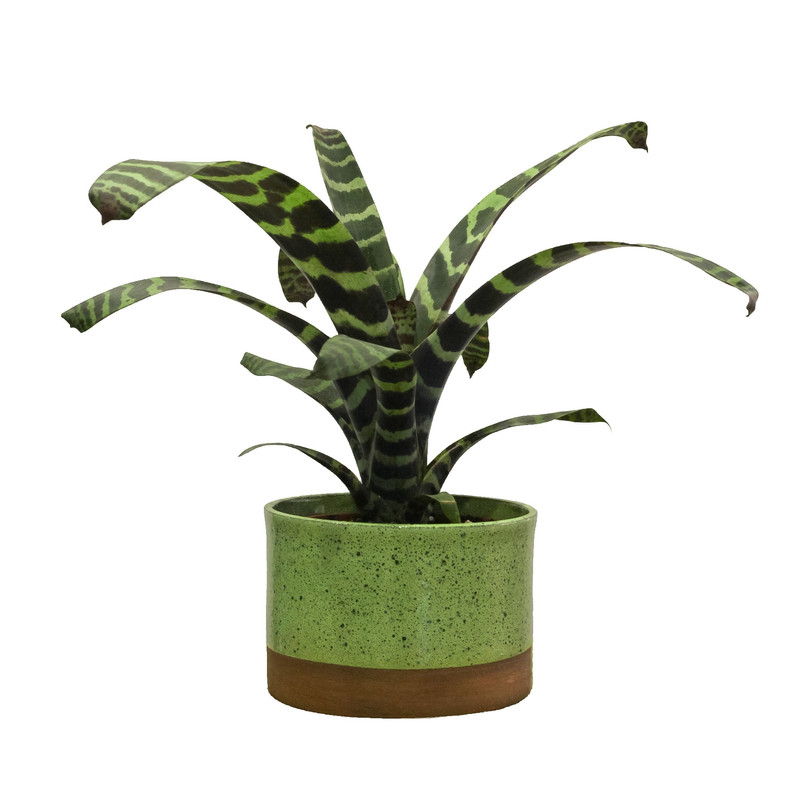 گیاه طبیعی ورزیا اسپلندنس کد V_001 گیاه طبیعی ورزیا اسپلندنس کد V_001