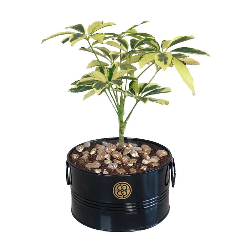 گیاه طبیعی شفلرا ابلق گل گیفت کد GP006 گیاه طبیعی شفلرا ابلق گل گیفت کد GP006