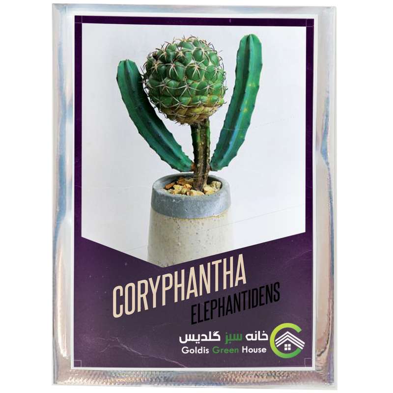 بذر کاکتوس کوریفانتا الفانتیدنس خانه سبز گلدیس کد 22 بذر کاکتوس کوریفانتا الفانتیدنس خانه سبز گلدیس کد 22