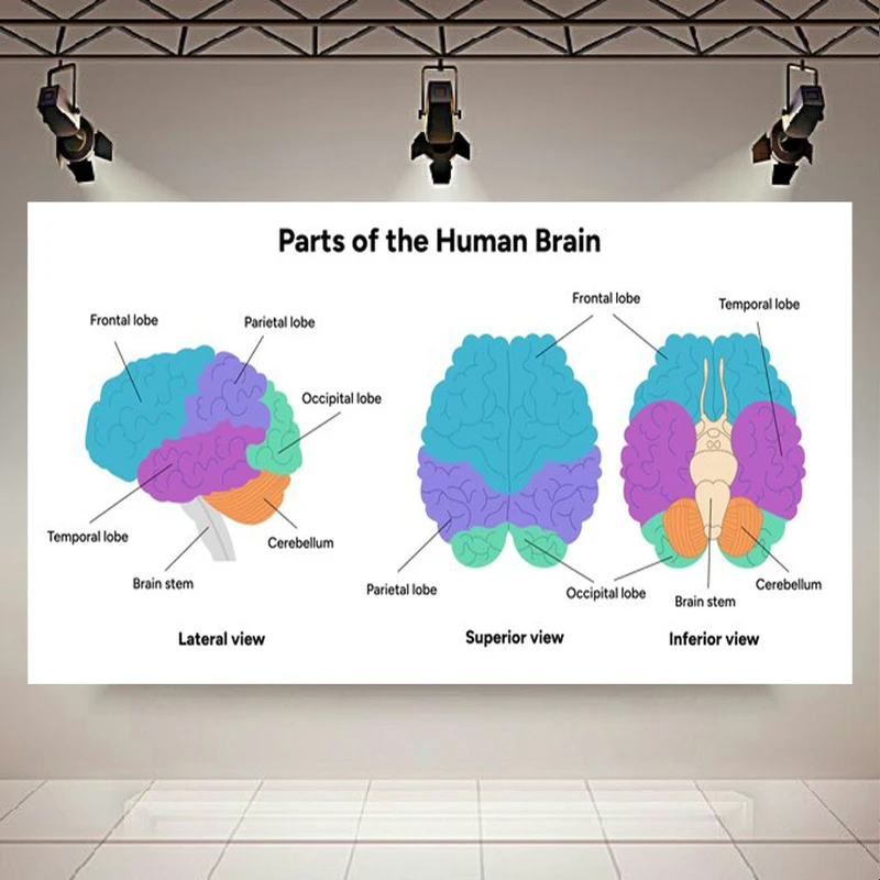 تابلو بوم طرح مخمل اناتومی مغز بخش های مختلف مغز کد AR303807