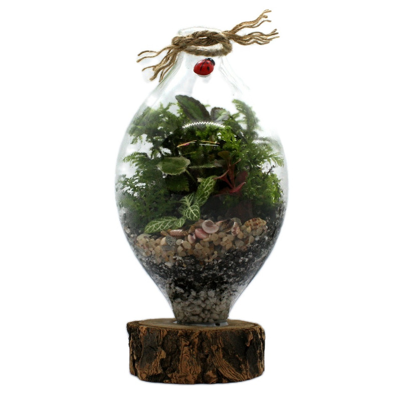 گیاه طبیعی تراريوم وابی كوزا مدل كوزه‌اي زيره چوبی