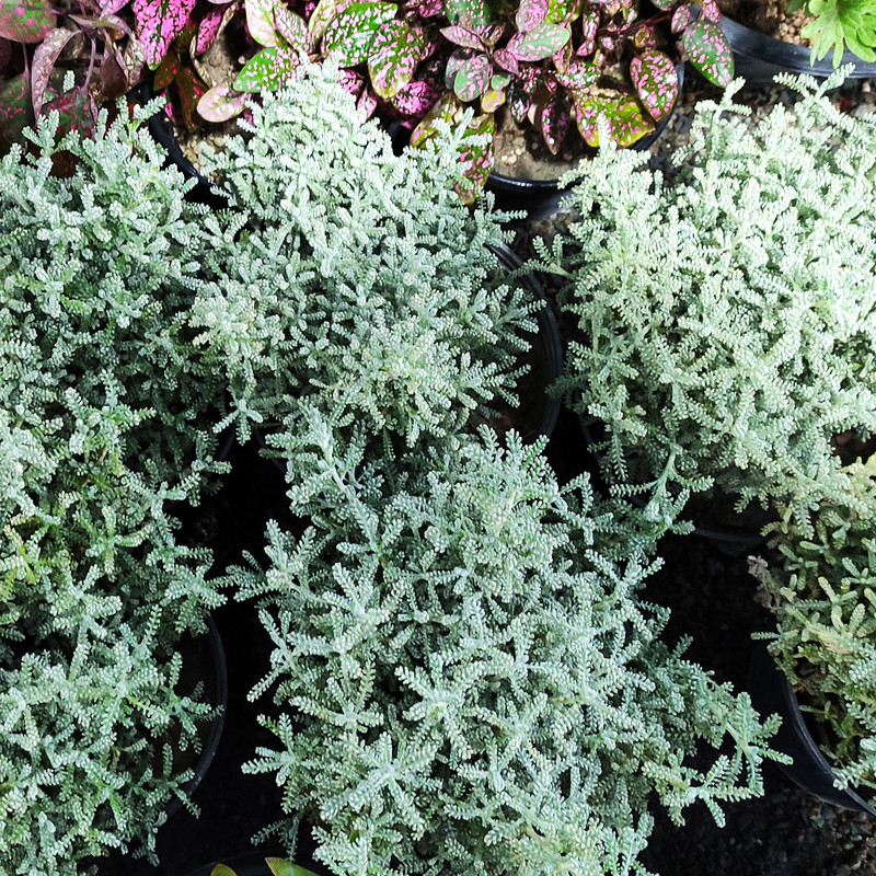 گیاه طبیعی بومادران کد 2022- AS گیاه طبیعی بومادران کد 2022- AS