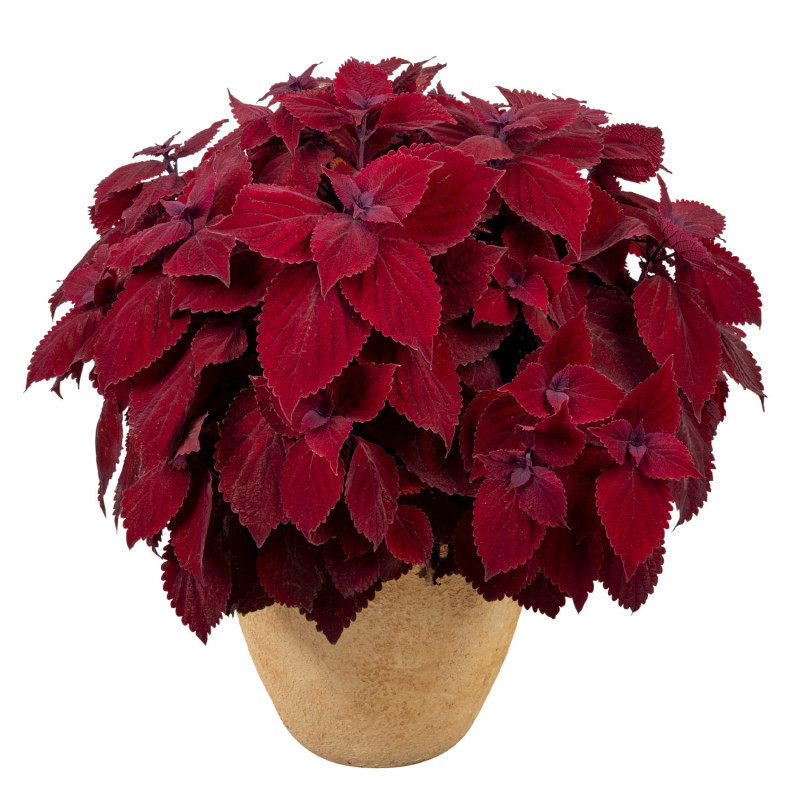 بذر گل حسن یوسف واولت رد سانیا سید مدل SS60