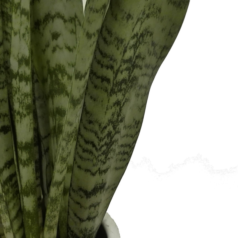 گیاه طبیعی سانسوریا کد pg_03