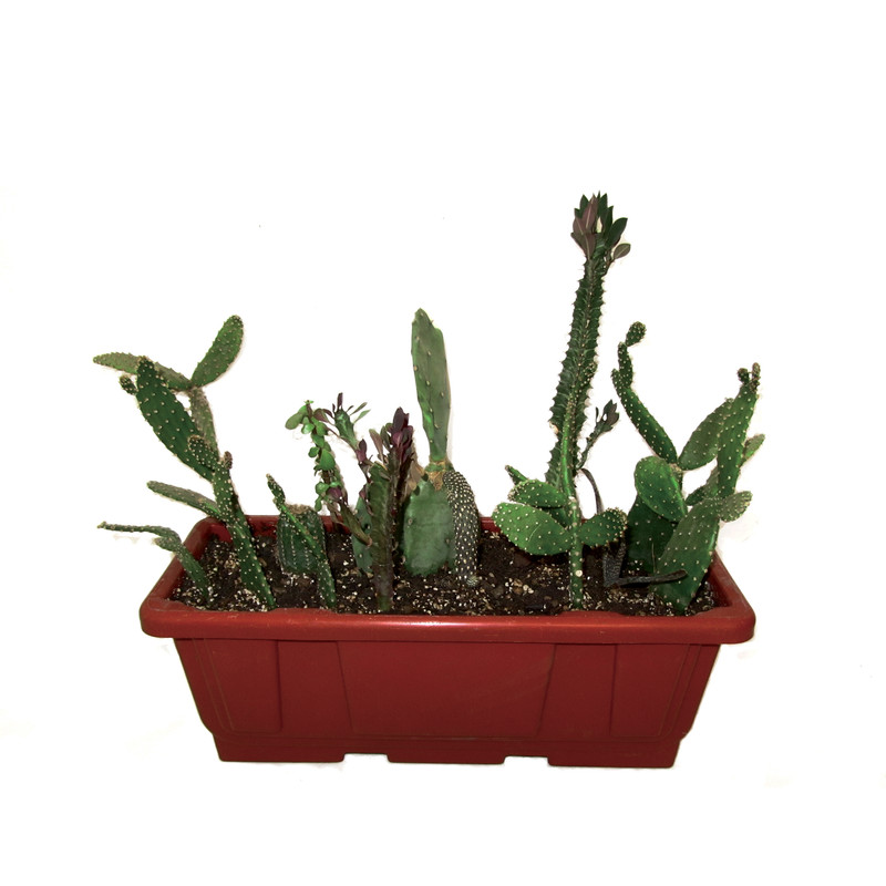 گیاه طبیعی افوربیا و اپونتیا مدل جنگل کاکتوس کد 0114