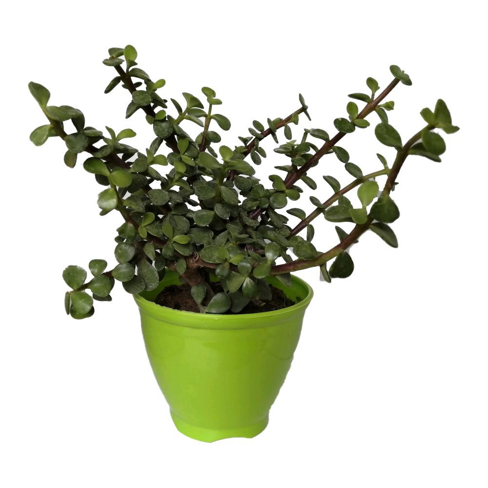 گیاه طبیعی کراسولا خرفه ای کد rp02