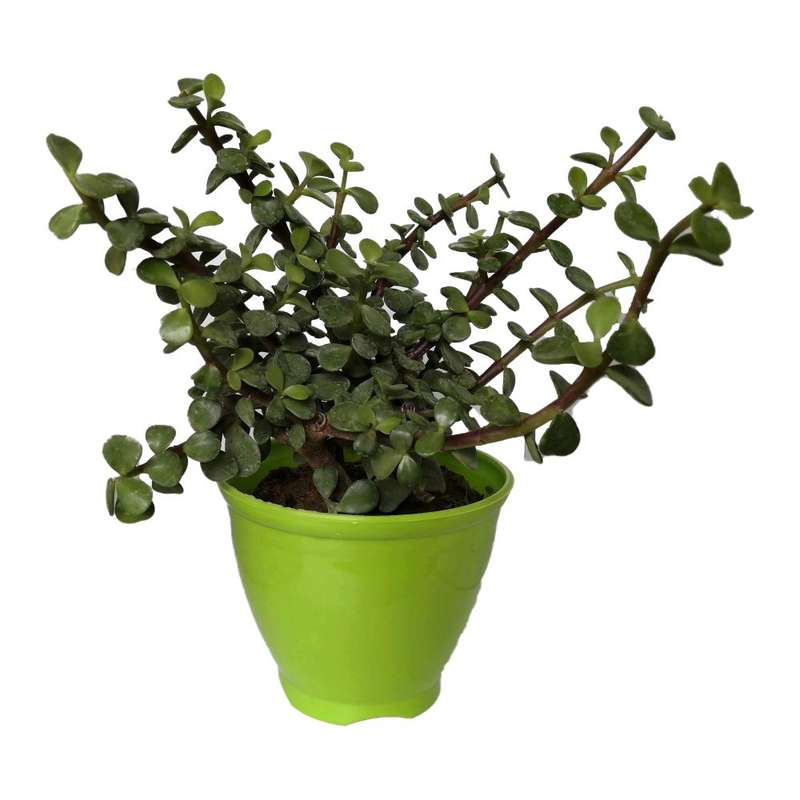 گیاه طبیعی کراسولا خرفه ای کد rp02 گیاه طبیعی کراسولا خرفه ای کد rp02