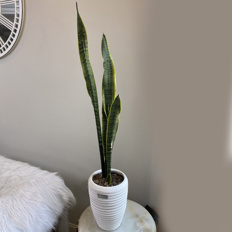 گیاه طبیعی سانسوریا شمشیری ابلق تافکو کد 1002 گیاه طبیعی سانسوریا شمشیری ابلق تافکو کد 1002