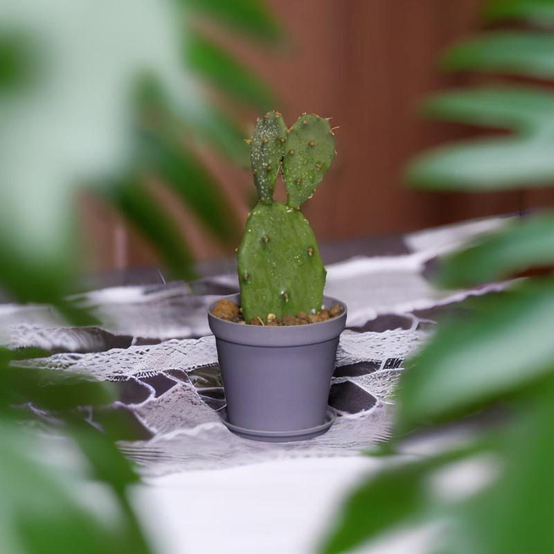 گیاه طبیعی کاکتوس مدل آپونتیا L-C-02