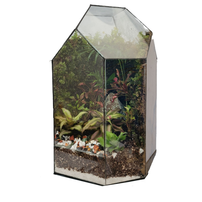 گیاه طبیعی تراریوم مدل 012