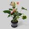 آنباکس گیاه طبیعی آنتوریوم صورتی بنیس فلاور مدل A-01 توسط فریبا جعفری در تاریخ ۲۳ دی ۱۴۰۰