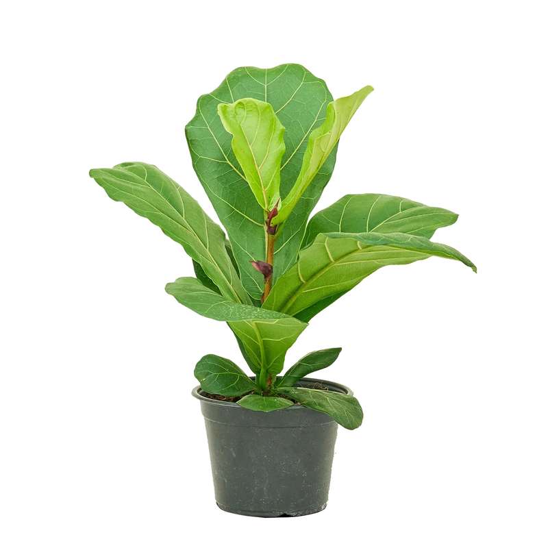 گیاه طبیعی آپارتمانی فیکوس لیراتا کد FL12