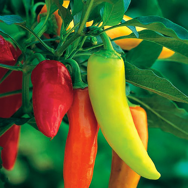 بذر فلفل پاپریکا میکس وانیا سید مدل F40