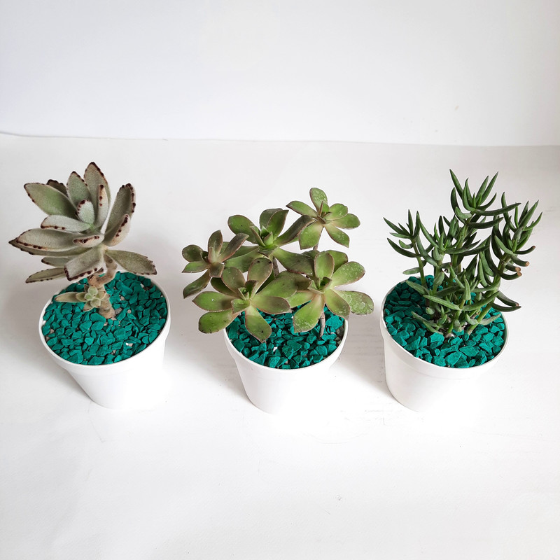 گیاه طبیعی آئونیوم و ساکولنت کد A مجموعه 3 عددی