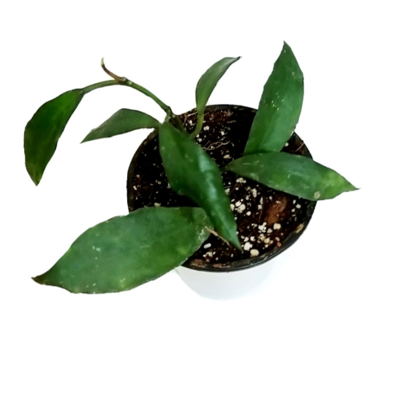 گیاه طبیعی هویا مدل لاکونزا