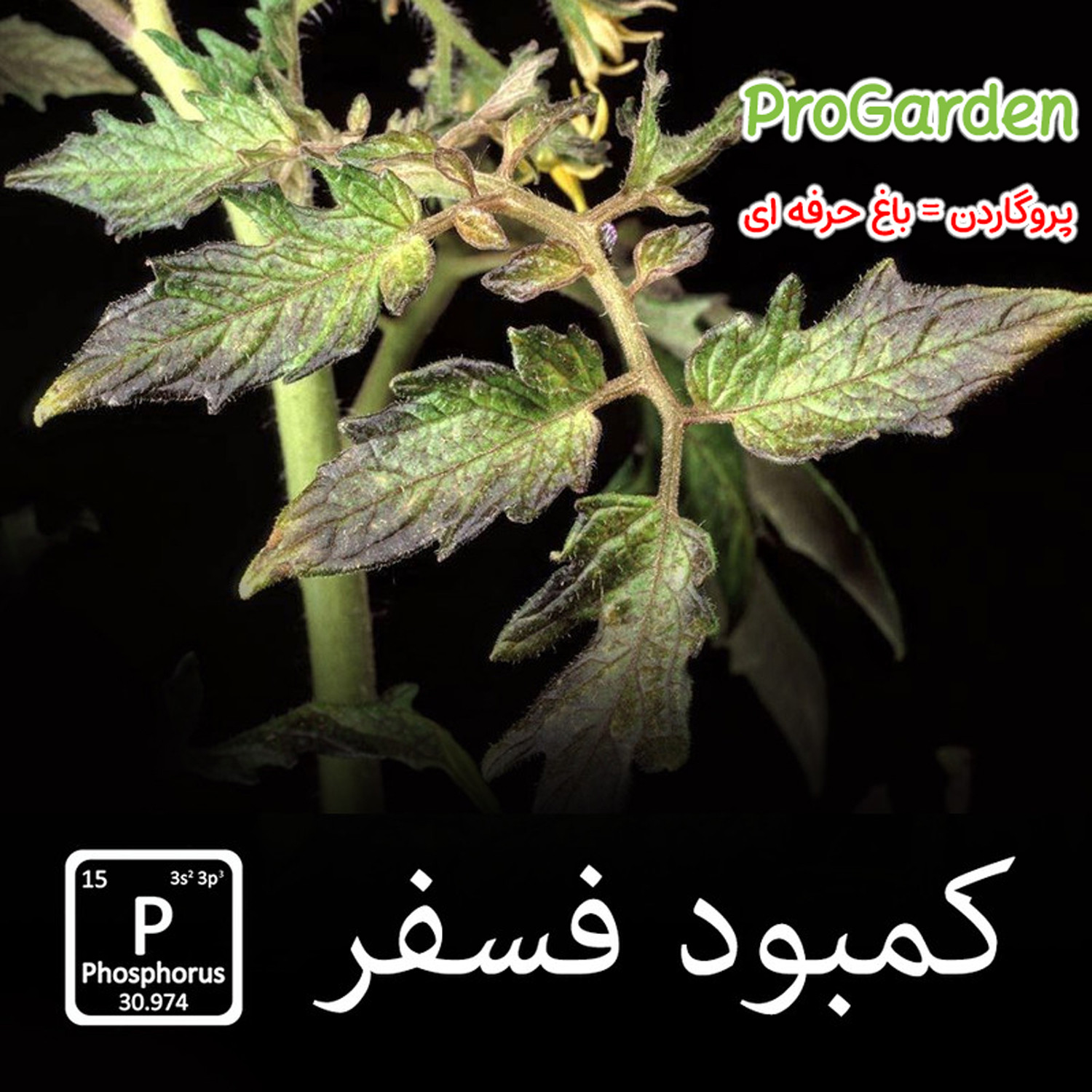 کود سه بیست مایع پروگاردن مناسب تمام گیاهان و درختان مدل +TE کد 202020 وزن 150 گرم