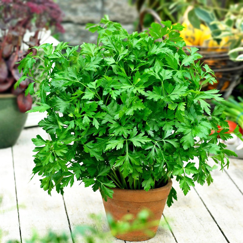 بذر جعفری سانیا سید مدل ss26