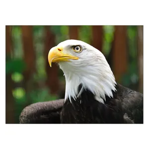 Wensoni White Head Eagle Chassis Size 50 x 70 Cm