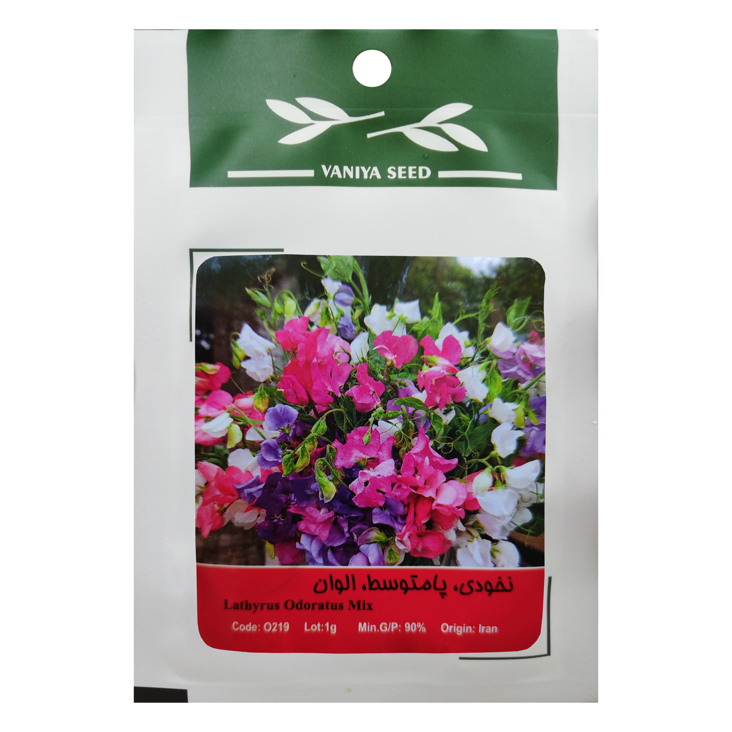 بذر گل نخودی پامتوسط الوان وانیا سید مدل O219