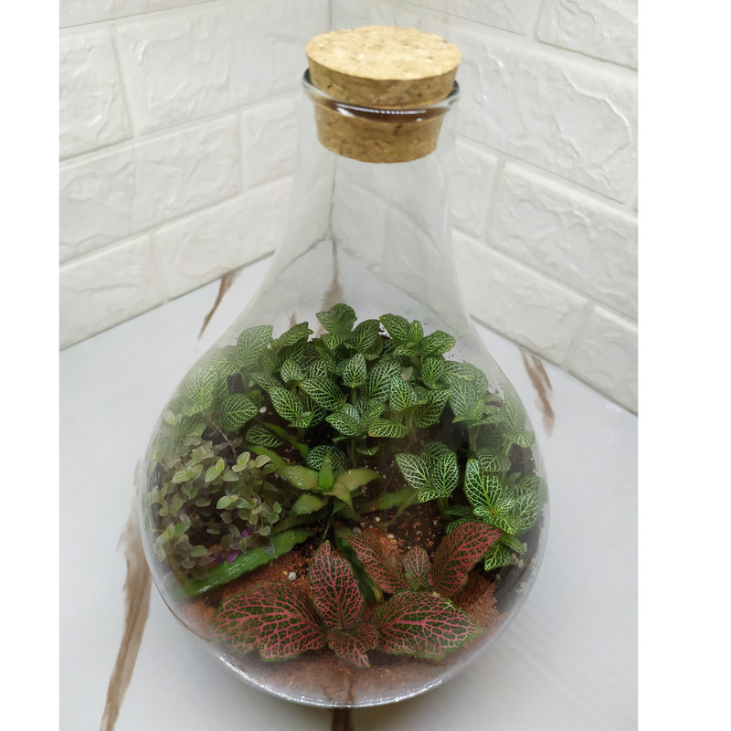 تراریوم گیاه طبیعی مدل طاووس