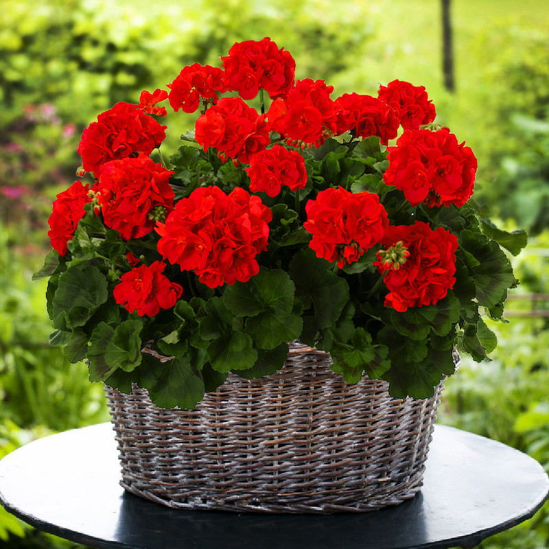 بذر گل شمعدانی قرمز سانیا سید مدل  SS72