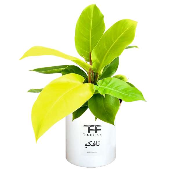 گل طبیعی فیلودندرون نئون  تافکو مدل لیمویی کد 2x
