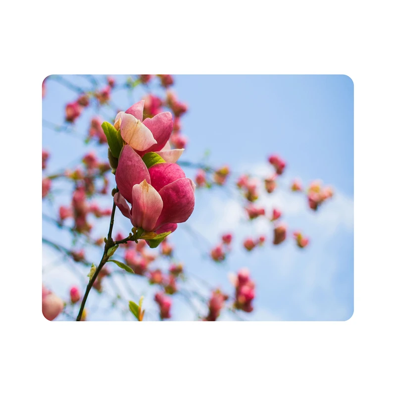 ماوس پد اطلس آبی طرح گل و شکوفه بهار مدل T1887