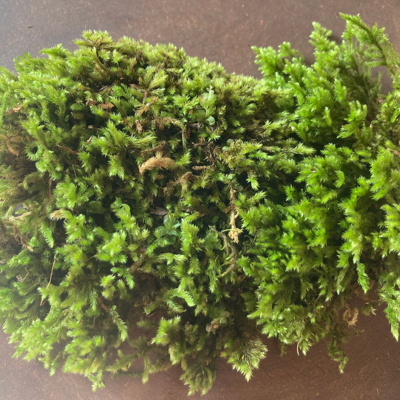 خزه جنگلی گلدان مدل کاشم وزن  50 گرم