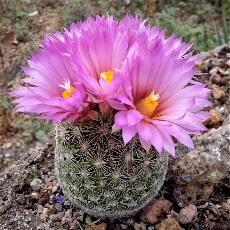 بذر کاکتوس اسکوباریا جی پی سید مدل  GP28604