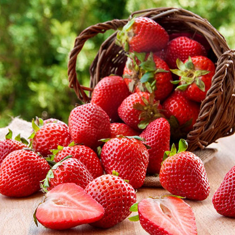 بذر میوه توت فرنگی گلدانی گلس گاردن مدل GL50