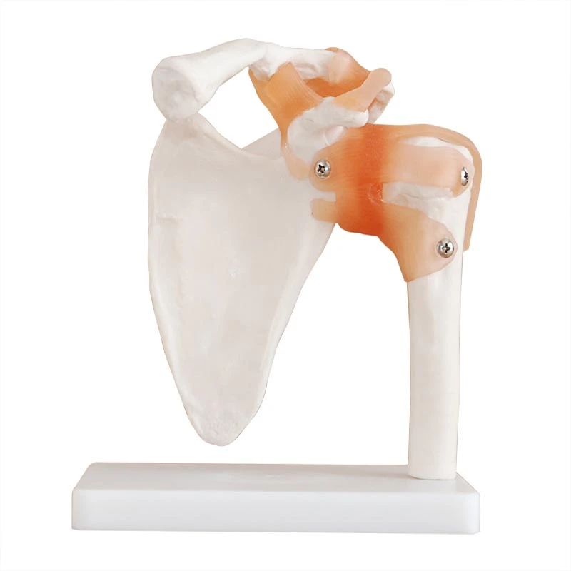 بازی آموزشی طرح مولاژ مفصل شانه مدل XC-109