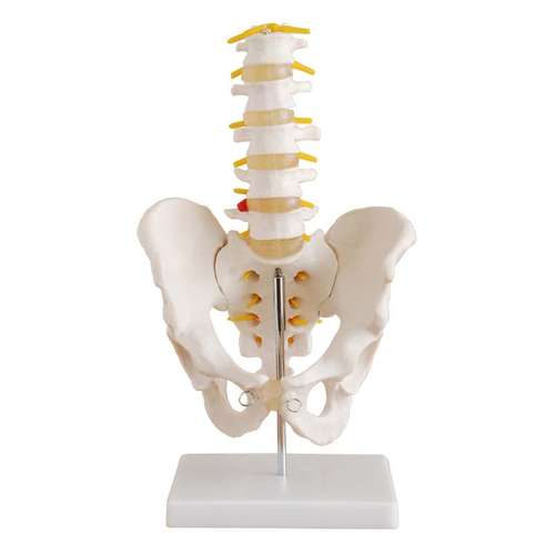 بازی آموزشی طرح مولاژ لگن خاصره با پنج مهره تحتانی مدل XC-115