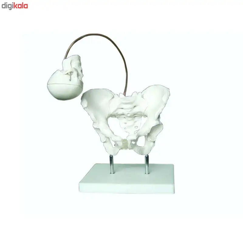 بازی آموزشی طرح مولاژ شبیه ساز زایمان استخوان لگن مادر مدل XC-127
